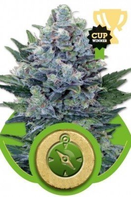 RQS Pollinator Grinder With Mill - Royal Queen Seeds