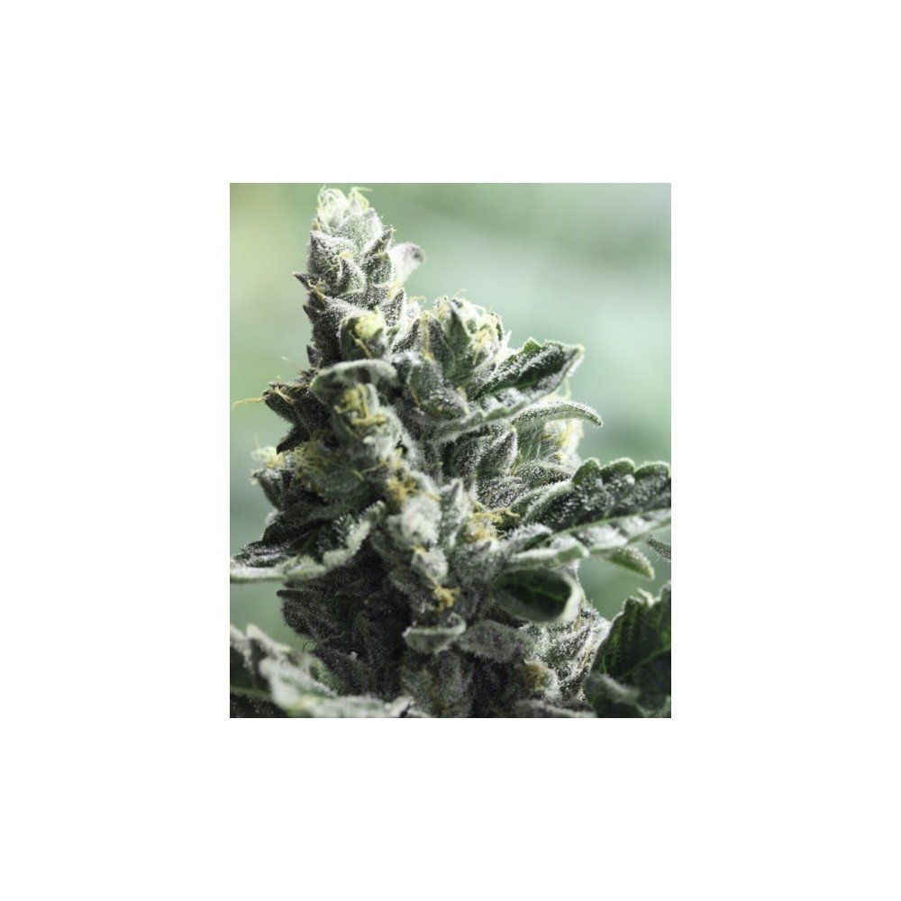 Strawberry Sour Diesel (Devil’s Harvest Seeds) - Zativo