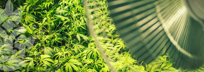 Grow Cannabis on a Budget - Ventilation