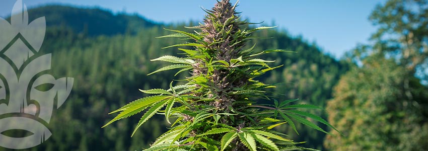 Grow Cannabis on a Budget - Perfect Location