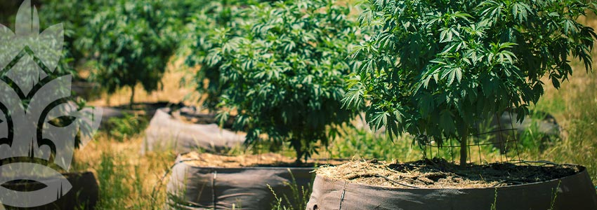Grow Cannabis on a Budget - Grow Organically