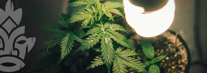 Grow Cannabis on a Budget - Micro Grow