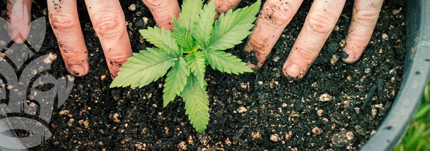 Grow Cannabis on a Budget - Organic Fertilisers