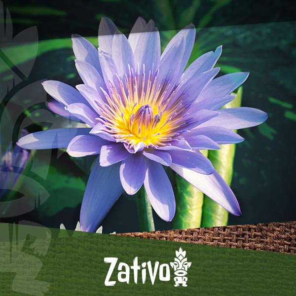 Blue Lotus: What It Is And How To Consume It - Zativo