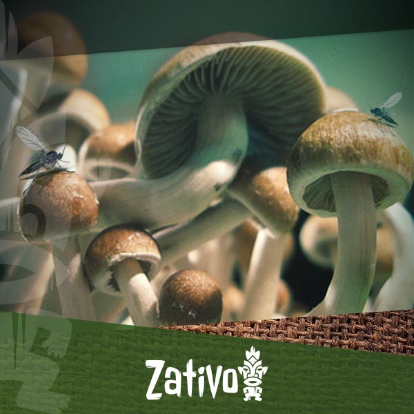 What Is Mycelium In Magic Mushroom Cultivation - Zamnesia UK