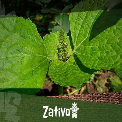 What Are The Effects Of Salvia Divinorum?